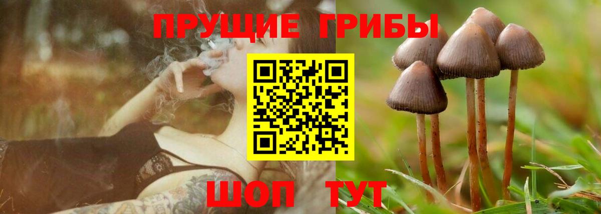 Псилоцибиновые грибы Psilocybe Ноябрьск